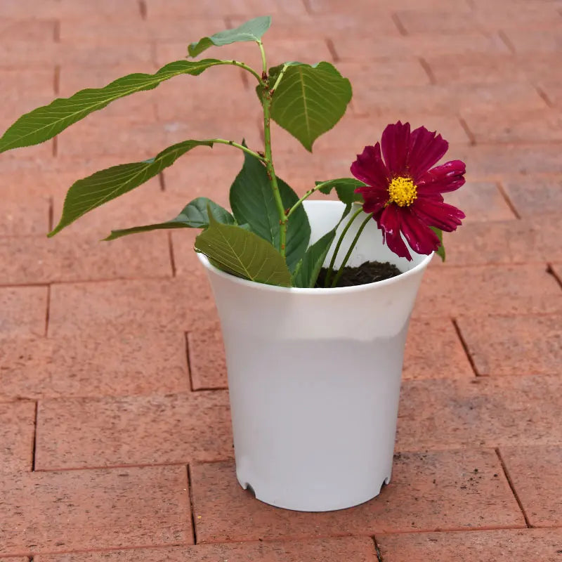 10 stuks Dikke Bloempotten - Gratis verzending in Nederland